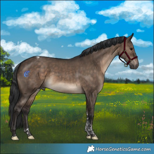 Horse Color:Brown Dun Tobiano
