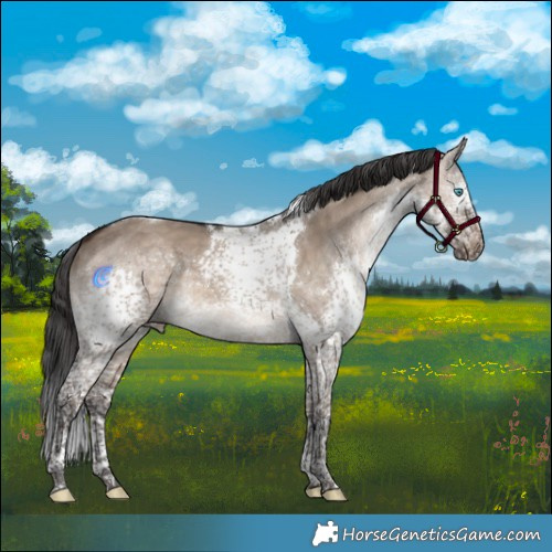Horse Color:Brown Dun Splash Tobiano 