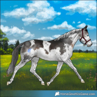 Horse Color:Gray Bay Splash Tobiano