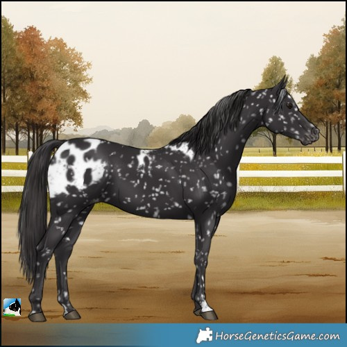 Horse Color:Smoky Black Skewed LP Spotted Rabicano