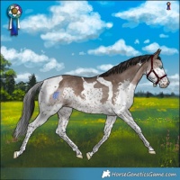 Horse Color:Brown Dun Splash Tobiano