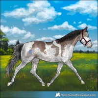 Horse Color:Brown Dun Splash Tobiano 