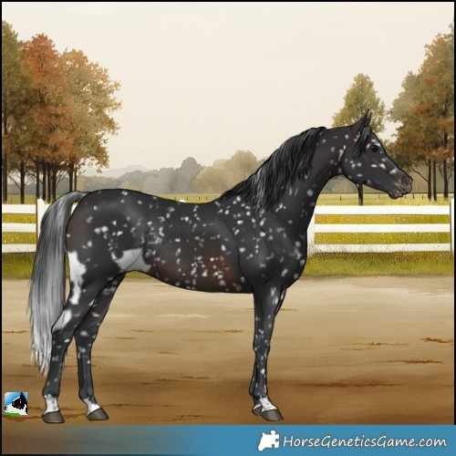 Horse Color:Brown Skewed LP Spotted Rabicano 