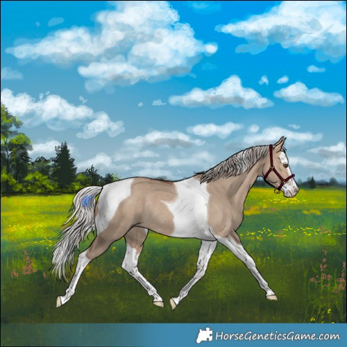 Horse Color:Silver Bay Dun Splash Tobiano Rabicano 