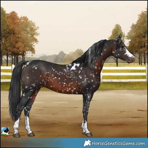 Horse Color:Brown Skewed LP Spotted Rabicano