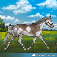 Horse Color:Gray Silver Bay Dun Splash Tobiano Rabicano 