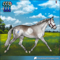 Horse Color:Gray Silver Bay Dun Splash Tobiano Rabicano 