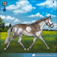 Horse Color:Gray Silver Bay Dun Splash Tobiano Rabicano 