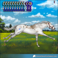 Horse Color:Gray Silver Buckskin Dun Splash Tobiano Blanket 
