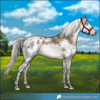 Horse Color:Gray Silver Buckskin Dun Splash Tobiano Appaloosa 