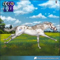 Horse Color:Gray Silver Buckskin Dun Splash Tobiano Appaloosa