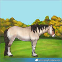 Horse Color:Bay Roan Onyx 