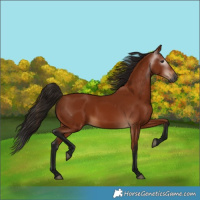 Horse Color:Gray Bay 