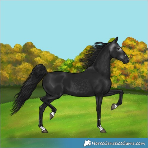 Horse Color:Gray Black 