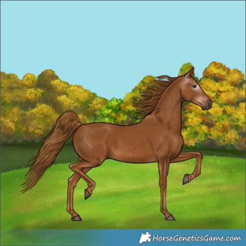 Horse Color:Gray Chestnut 