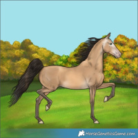 Horse Color:Gray Amber Cream Champagne 