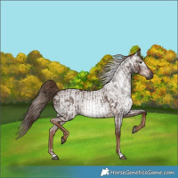 Horse Color:Gray Chestnut  and Gray Red Roan 