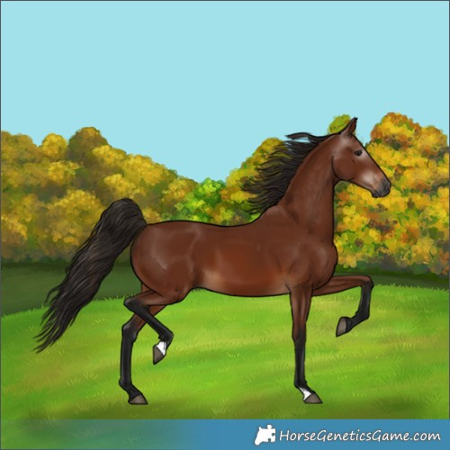 Horse Color:Gray Bay 