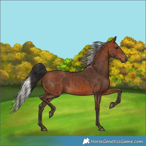 Horse Color:Brown  and Silver Brown 