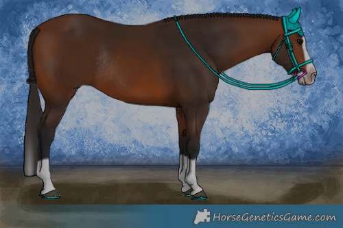 Horse Color:Bay Splash Frame Rabicano 