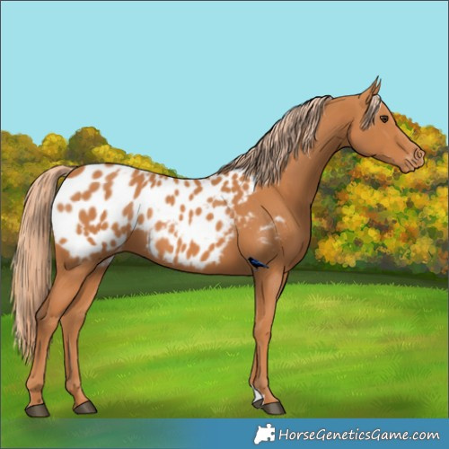 Horse Color:Chestnut Appaloosa  and Chestnut Appaloosa 