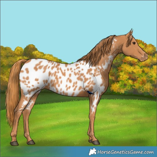 Horse Color:Chestnut Near Leopard 