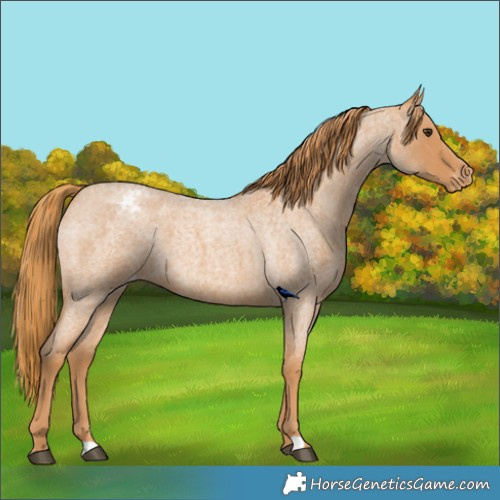 Horse Color:Red Roan Appaloosa