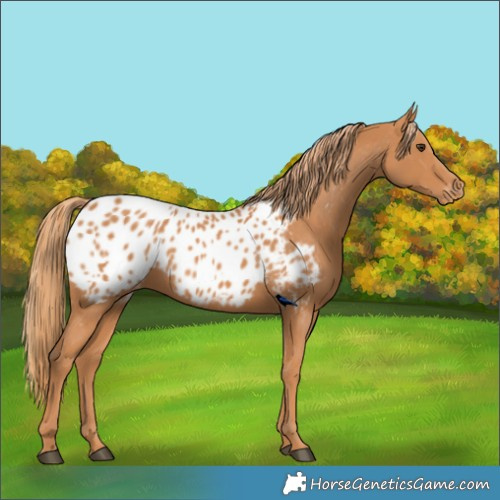 Horse Color:Chestnut Appaloosa 