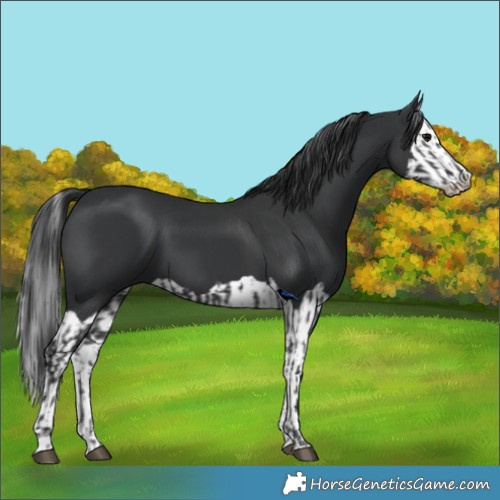 Horse Color:Black  and Black Splash 