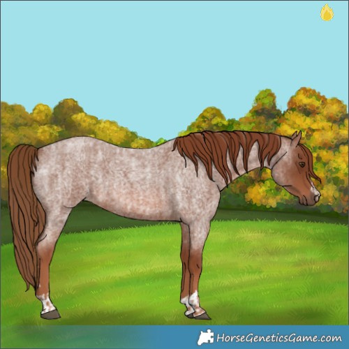 Horse Color:Red Roan  and Red Roan 