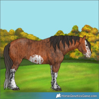 Horse Color:Bay Splash Frame  and Bay Splash Frame 