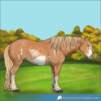 Horse Color:Chestnut Splash Frame and Chestnut Splash Frame