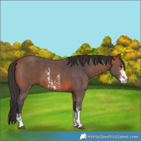 Horse Color:Bay Sabino 