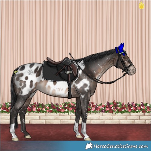 Horse Color:Brown Appaloosa 