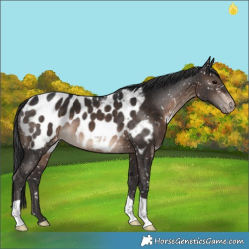Horse Color:Brown Appaloosa 