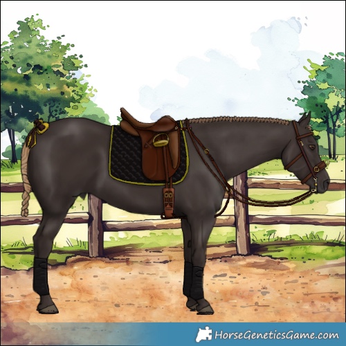 Horse Color:Liver Chestnut