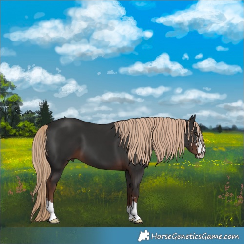 Horse Color:Liver Chestnut 