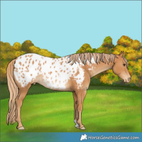 Horse Color:Chestnut Blanket