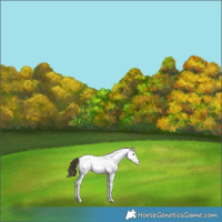 Horse Color:White Spotted Buckskin Tobiano Rabicano