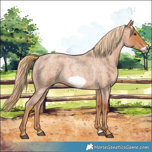 Horse Color:Red Roan Frame 