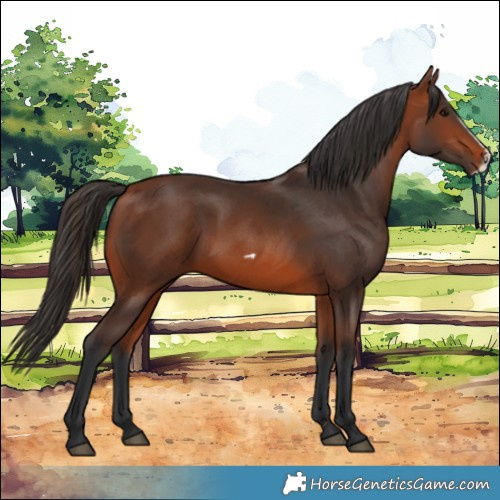 Horse Color:Bay Frame 