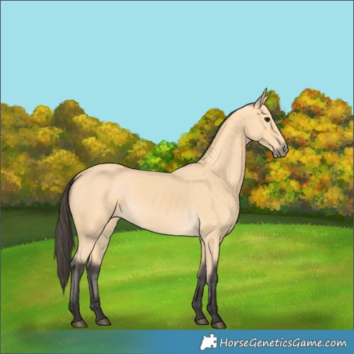 Horse Color:Buckskin 