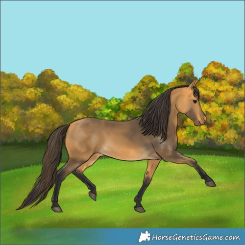 Horse Color:Buckskin