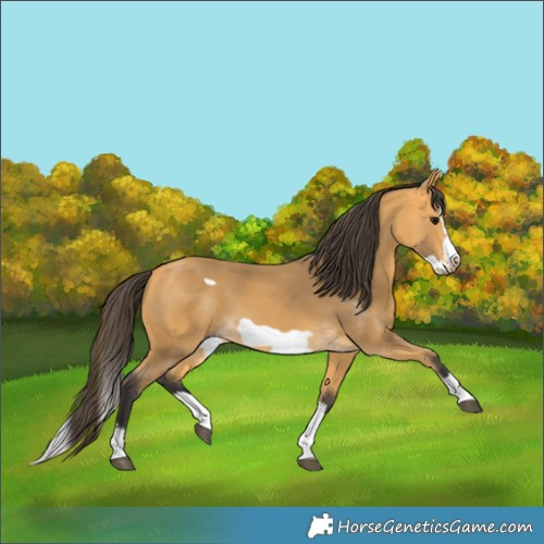 Horse Color:Buckskin Splash Frame