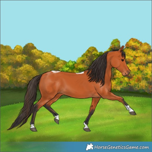 Horse Color:Bay Tobiano