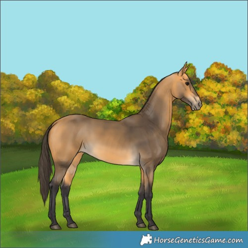 Horse Color:Buckskin 