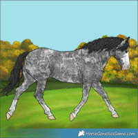 Horse Color:Black Ice Rabicano 
