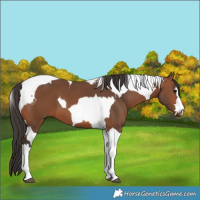 Horse Color:Bay Tobiano  and Bay Tobiano 