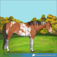 Horse Color:Bay Tobiano and Bay Tobiano Frame