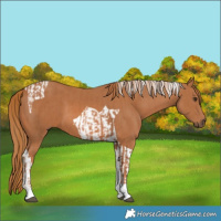 Horse Color:Chestnut Tobiano and Chestnut Tobiano